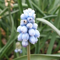 Muscari armeniacum 'Valerie Finnis'